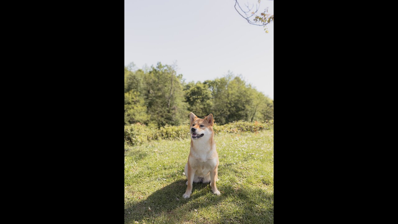 Train your dog how to poo in a specific spot