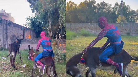 Funny Spider Man with donkey
