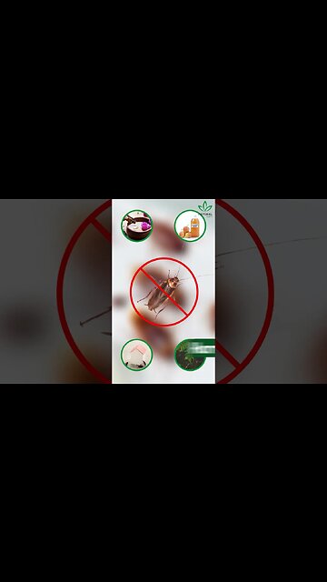 Say Goodbye to Cockroach Infestations with a Simple Recipe