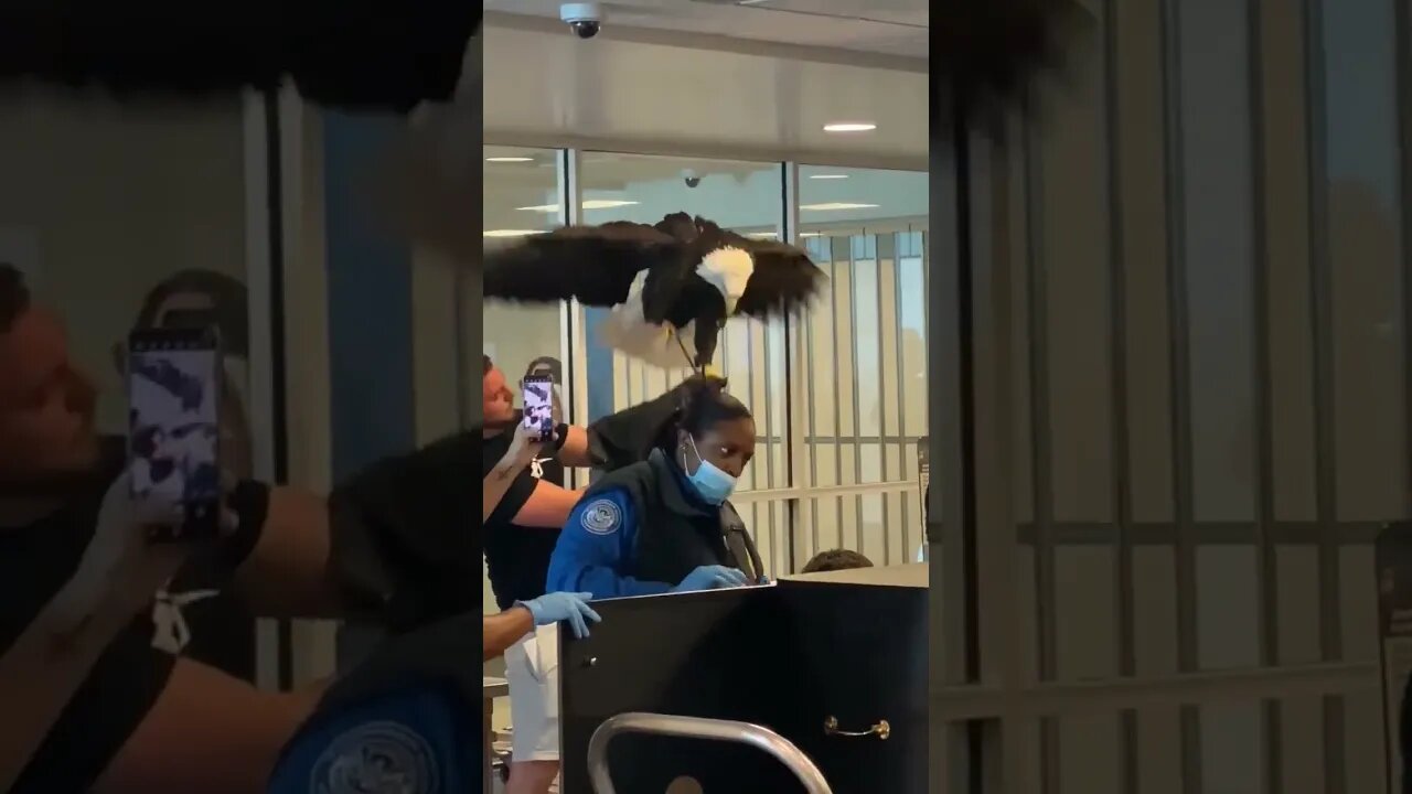 Man Brings a Bald Eagle Through Airport Security at Charlotte Douglas International Airport