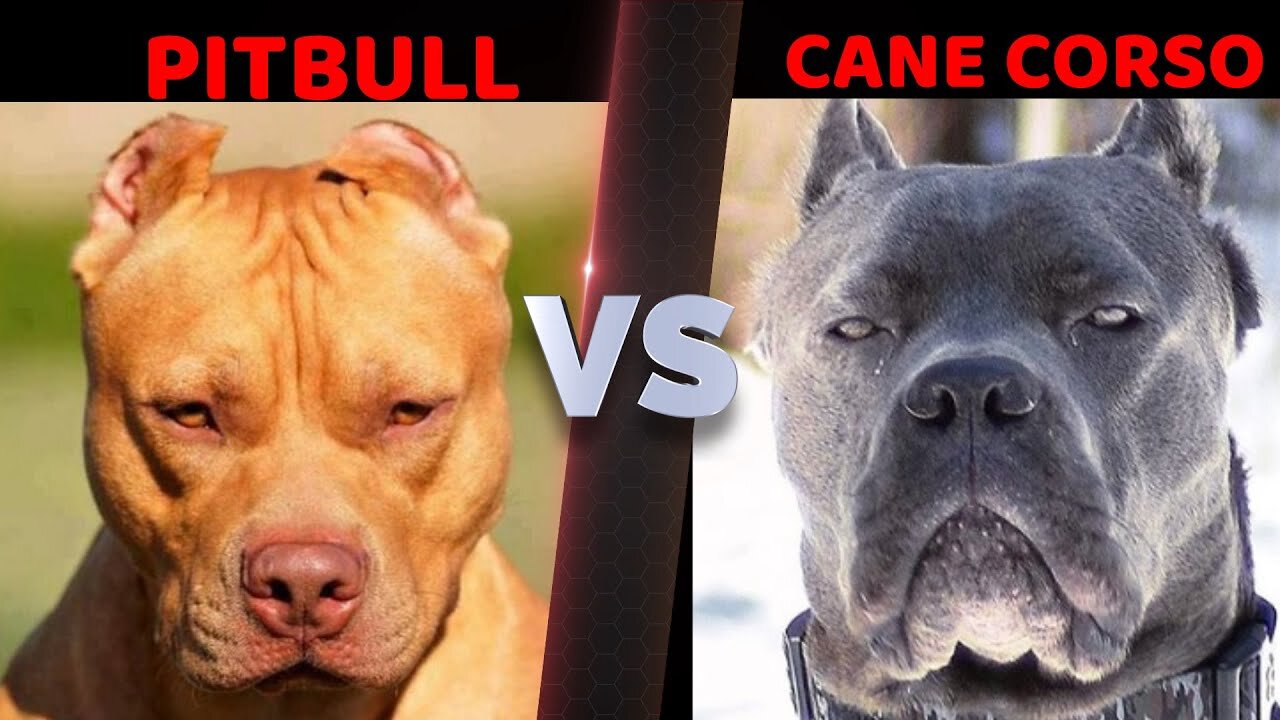 PITBULL VS. CANE CORSO *GONE WRONG*