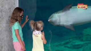 Clearwater Marine Aquarium | Morning Blend