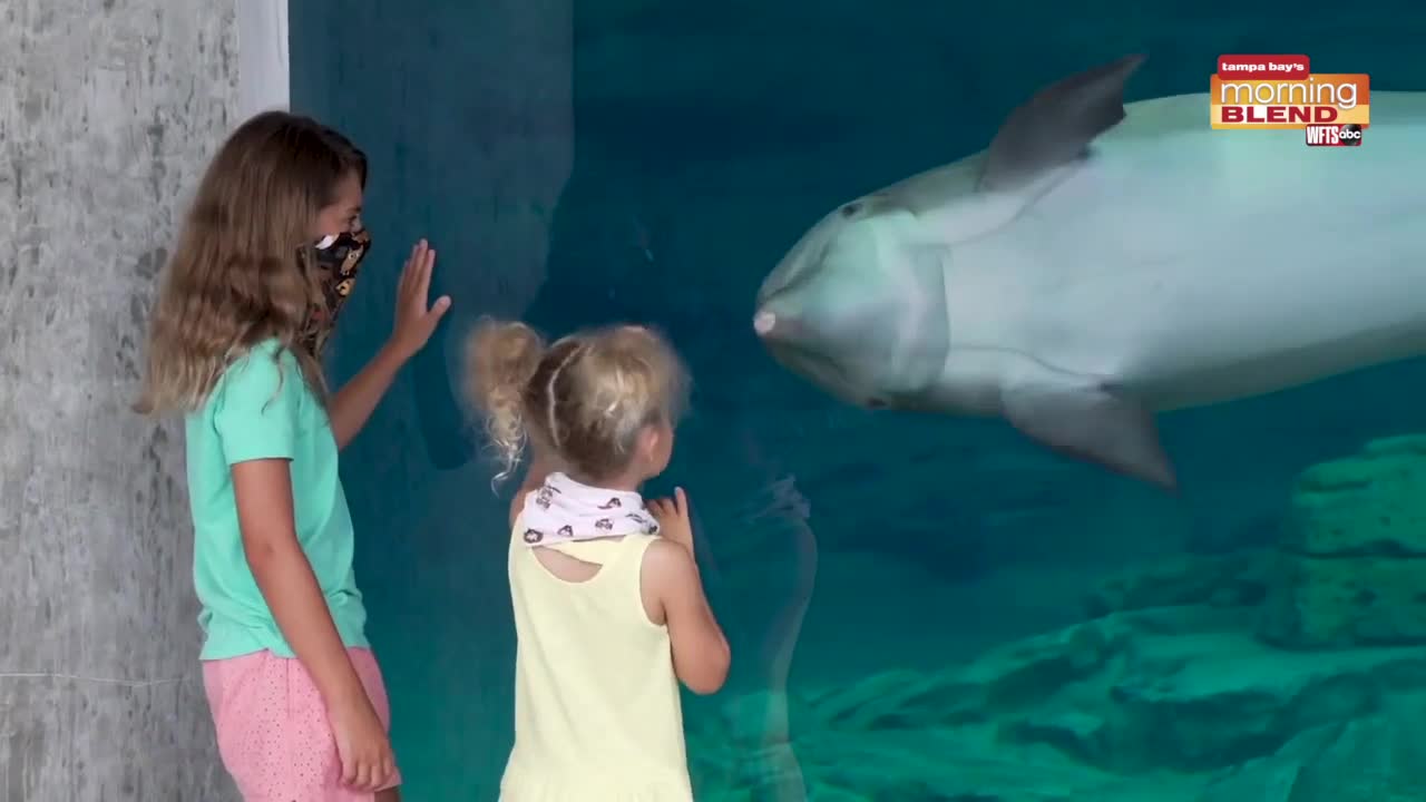 Clearwater Marine Aquarium | Morning Blend