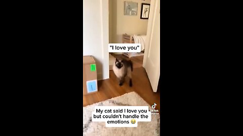 cat funny videos,cat talking