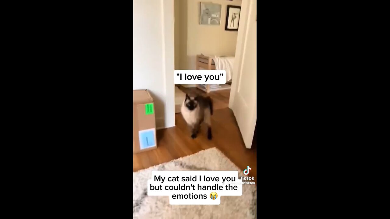 cat funny videos,cat talking