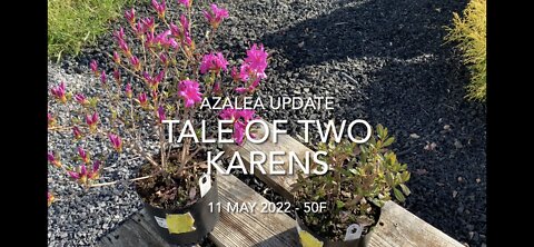 Tale of Two Karens Azalea Update