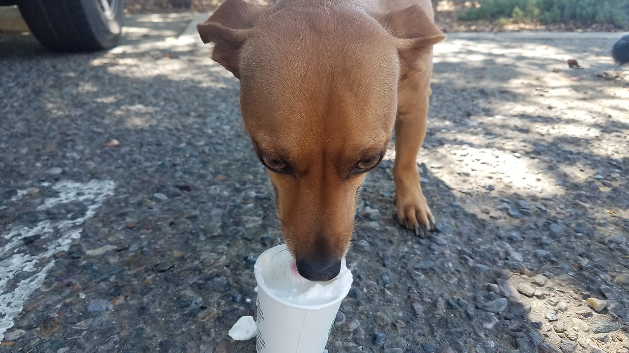 Opie & Lyla enjoying a pupaccino.