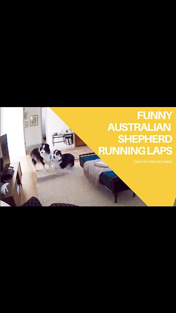 FUNNY Australian Shepherd Running Laps 😂😂