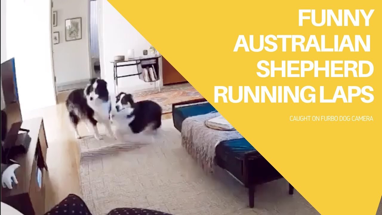 FUNNY Australian Shepherd Running Laps 😂😂