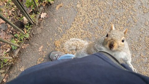 Very Hungry Squirrels - London | Hyde Park