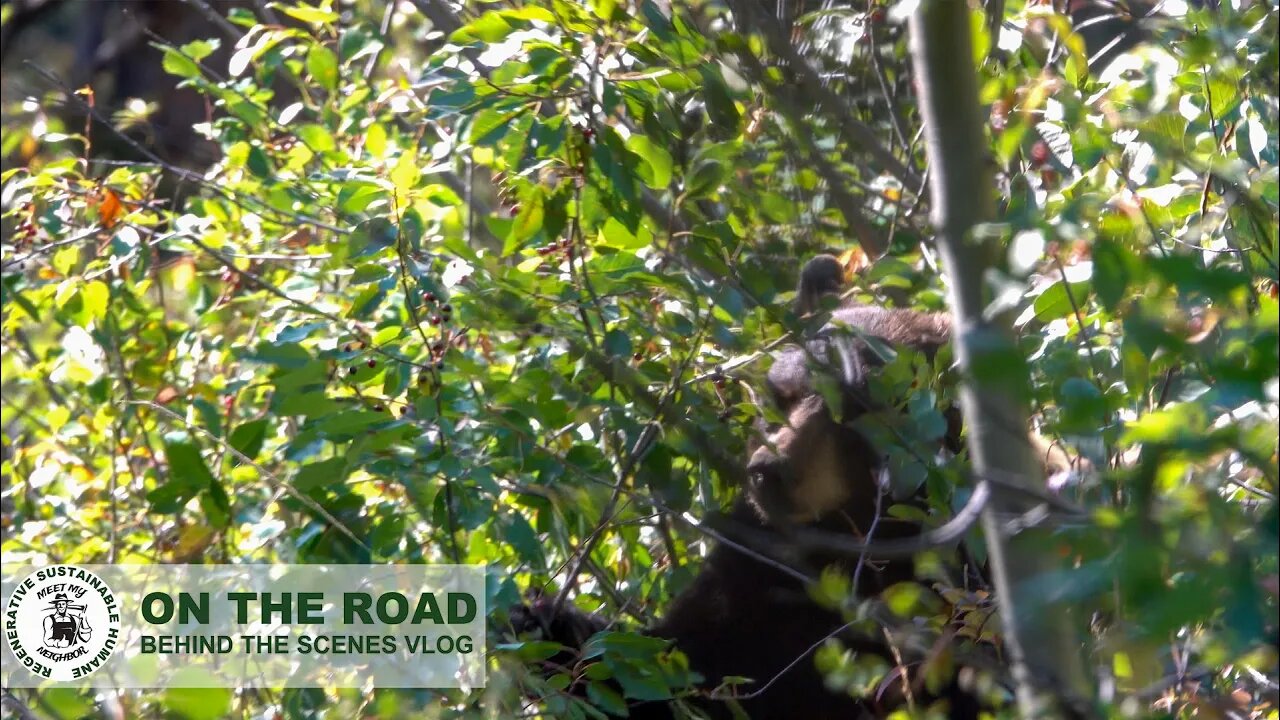 What happens when HIKERS ENCOUNTER A BEAR in the Grand Teton National Park... don't get too close.