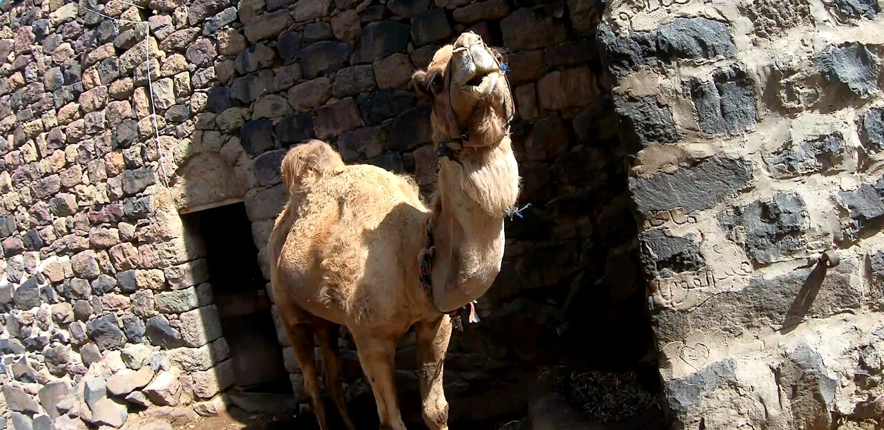 Camel village