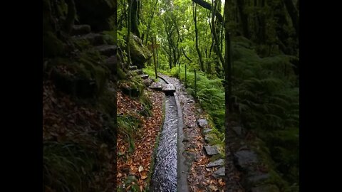 In a beautiful forest and this happens?