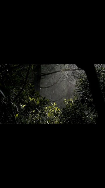 SOUND OF RAIN AND THUNDERSTORM TO SLEEP AND RELAX [ SHORTS ]