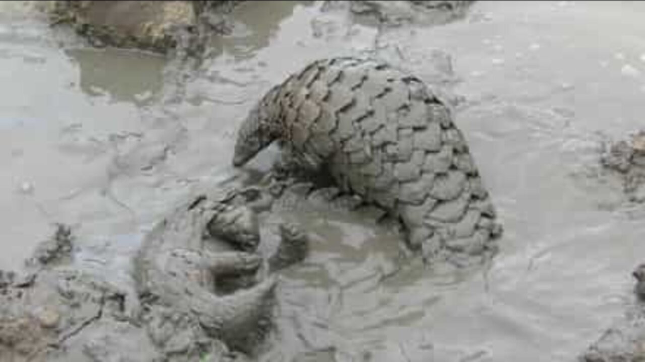 Un combat de boue...entre deux pangolins!