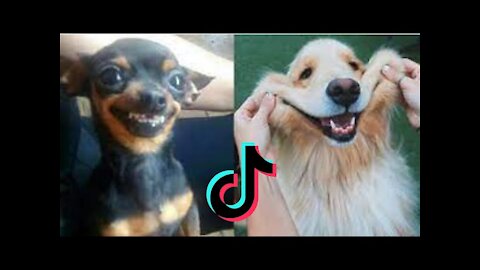 Cute animal video - Cute dog-Cute cats-cute animal compilation