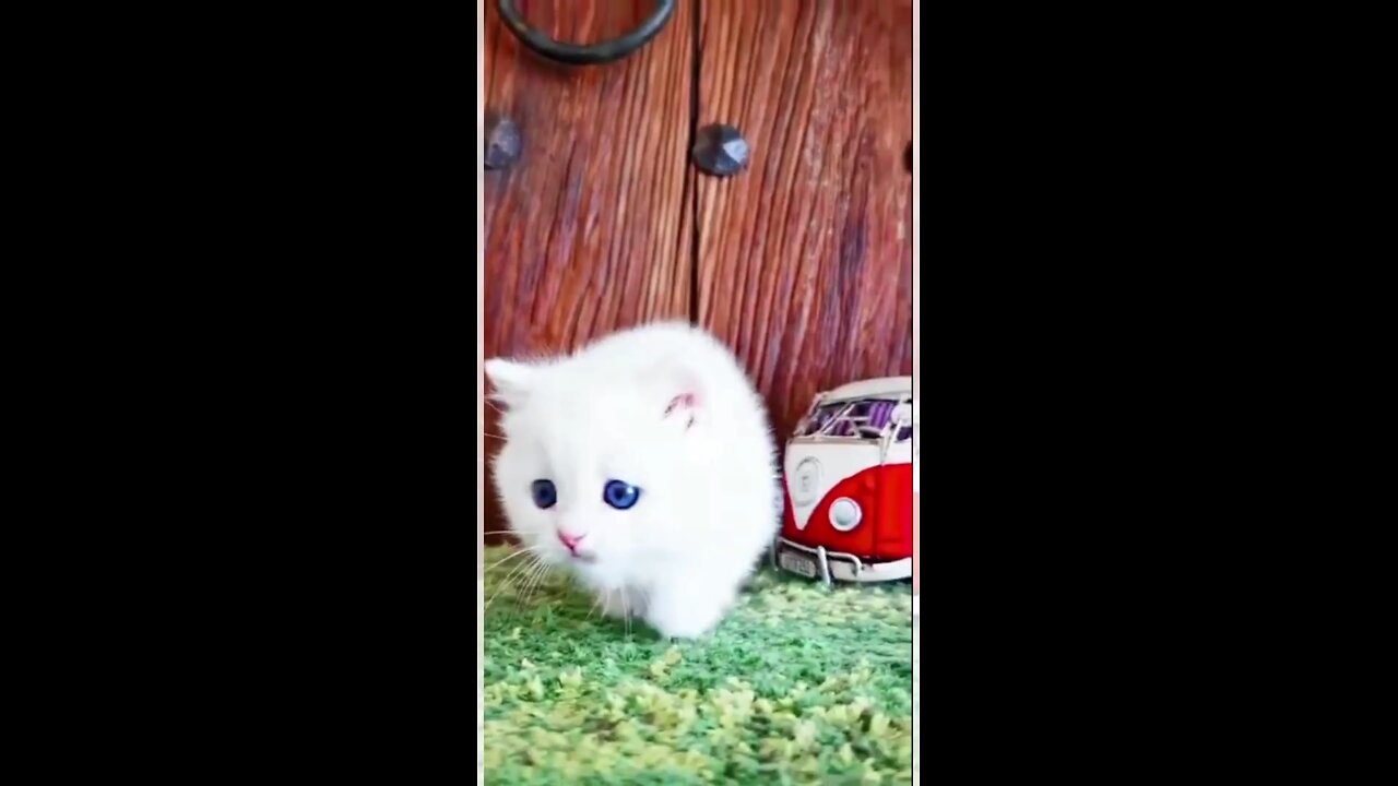 Funny &Cute cat Video Compilation Mr Cute Cats@shorts_Full-HD