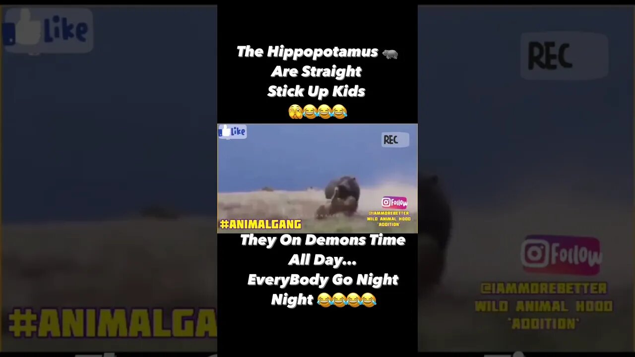 #Repost @iammorebetter ——The #Hippopotamus #🦛Are StraightStick Up Kids🫣😂😂😂 #wildlife #killerhippo