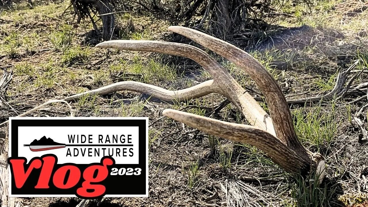 Idaho Desert Elk Shed Hunting