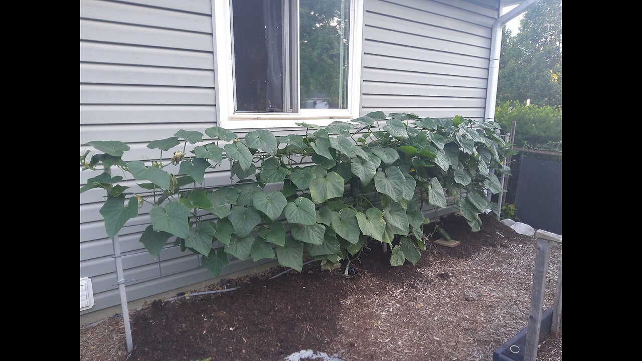 Hossinator Cucumbers Still Producing 7/18/24