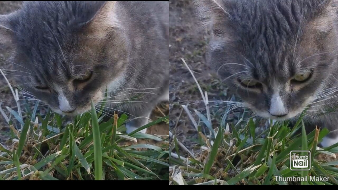 A Cat Eating Grass,Cat Playing on Carpet