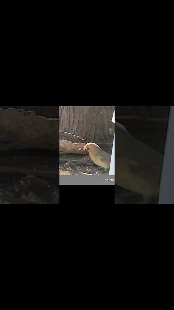 Pretty 😍 little female cardinal🐦showing off #cute #funny #animal #nature #wildlife #trailcam #farm