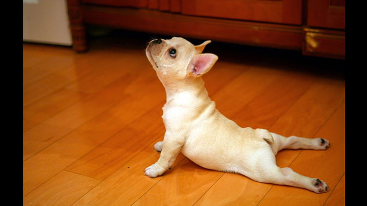 Funny Animals