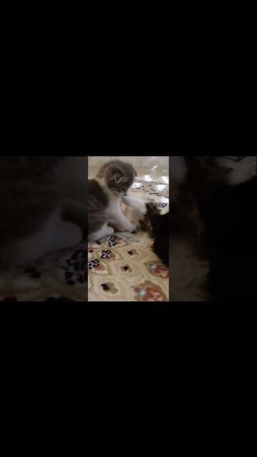 Веселые котята для хорошего настроения