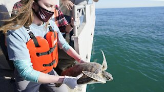 Sea Turtles Released To Gulf Of Mexico