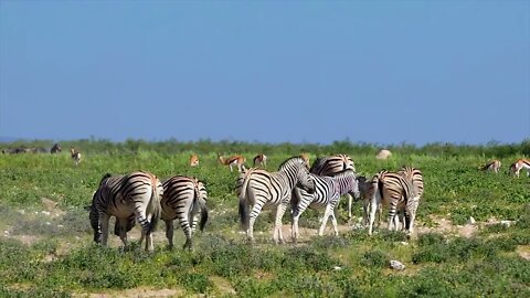 What a strong zebra1