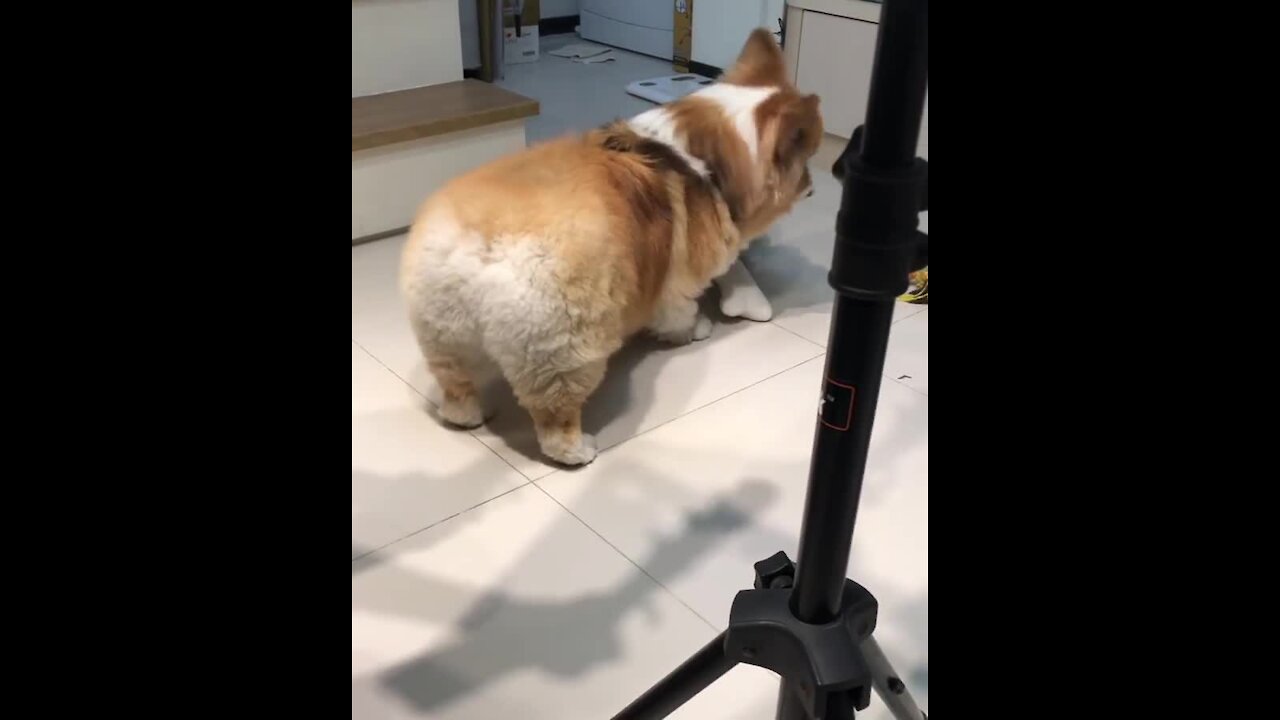 Corgi adorably plays with stuffed chicken leg toy