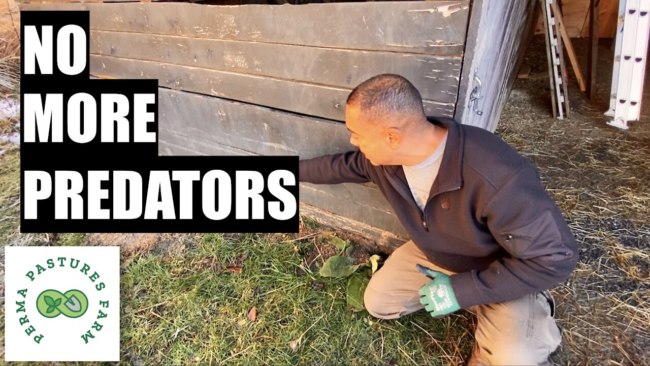 Predator Proofing The Permaculture Barn