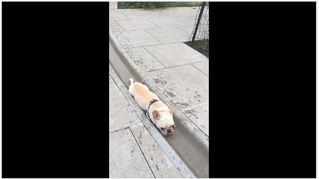 Small dog fits perfectly into waterway for drink