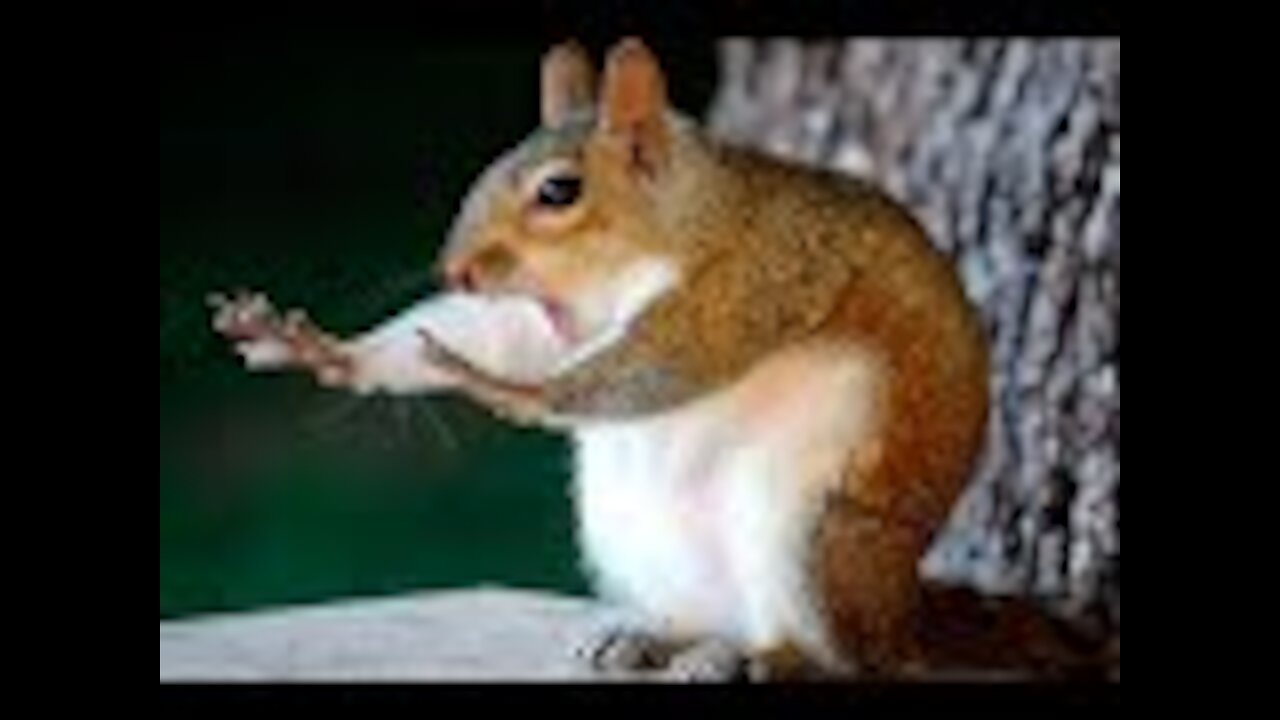 videos that give laughter 2020 (Funny animals).