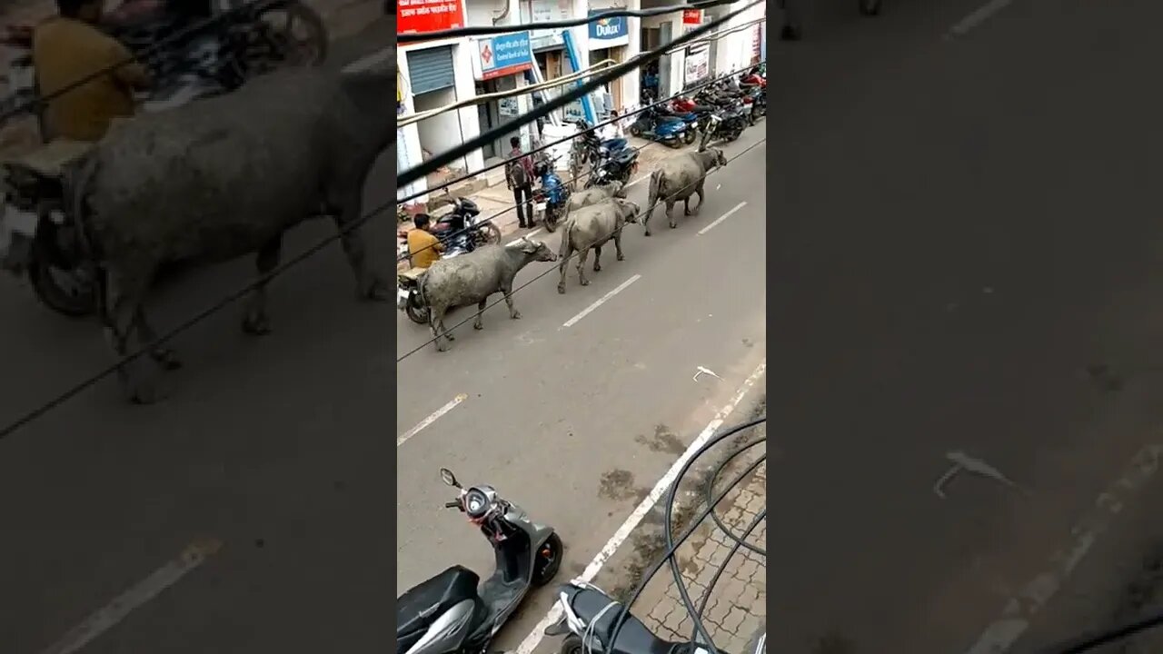 শহরের মহিষ✅Town Buffelow