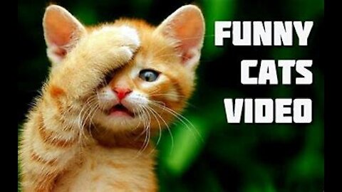 FUNNY CATS COMPILATION