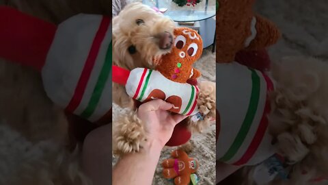 A Dog's Happiness