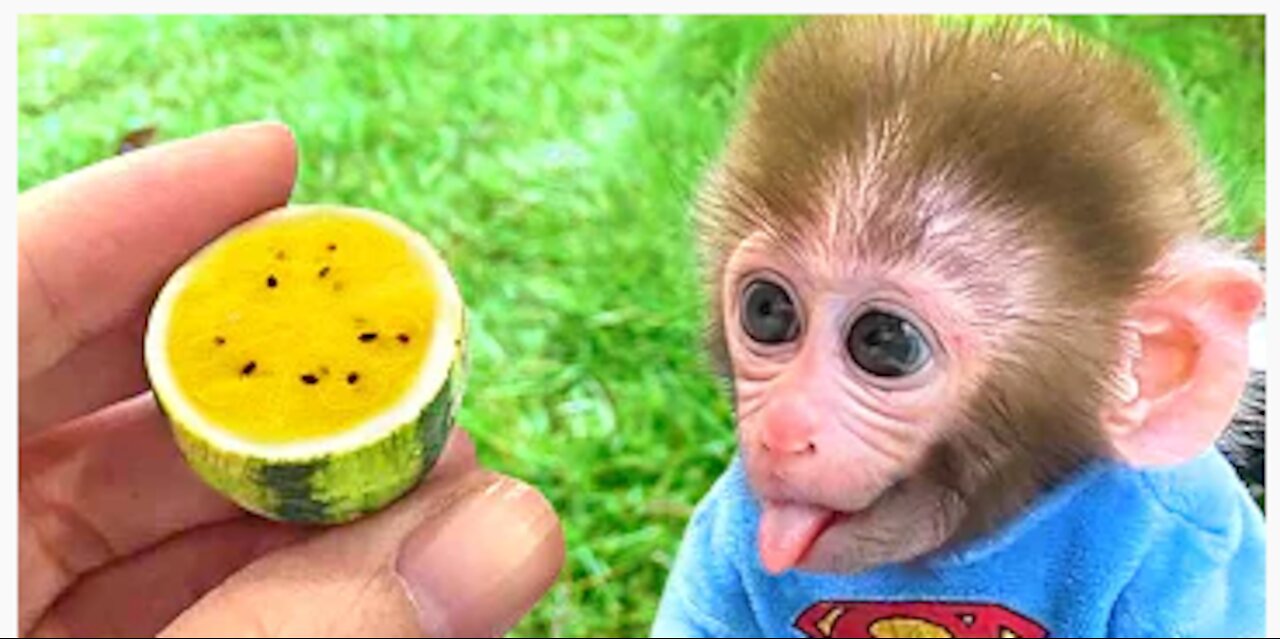 Monkey Baby Bon Bon drives a car to return rabbit to the farm and eats yellow watermelon with puppy