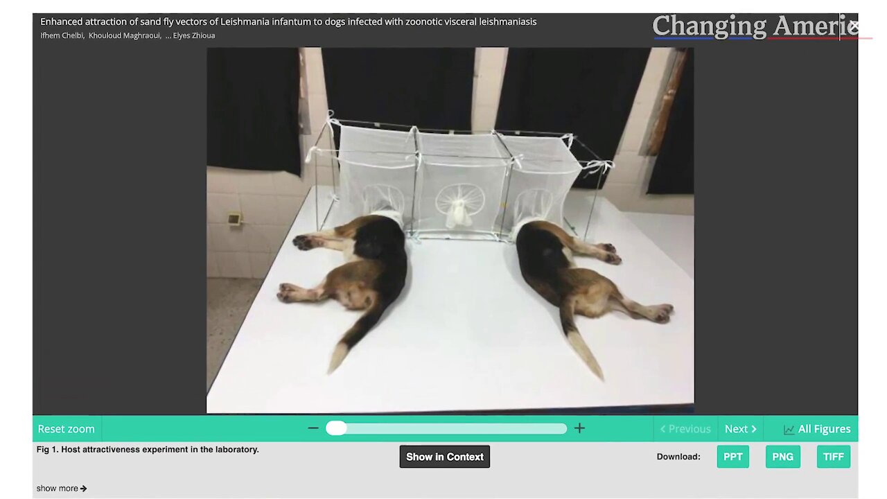 Anthony Faucci faz experimentos cruéis com cachorros