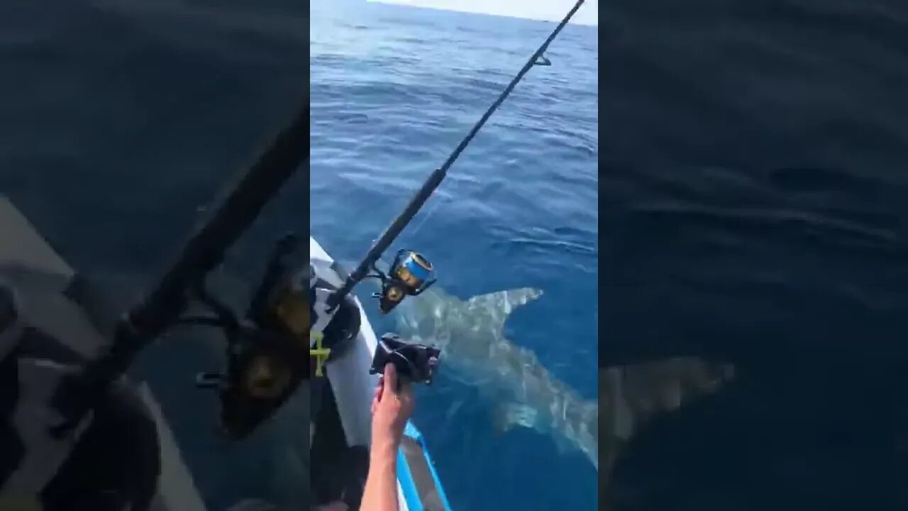 Big Hammerhead Shark Circling My Jet ski