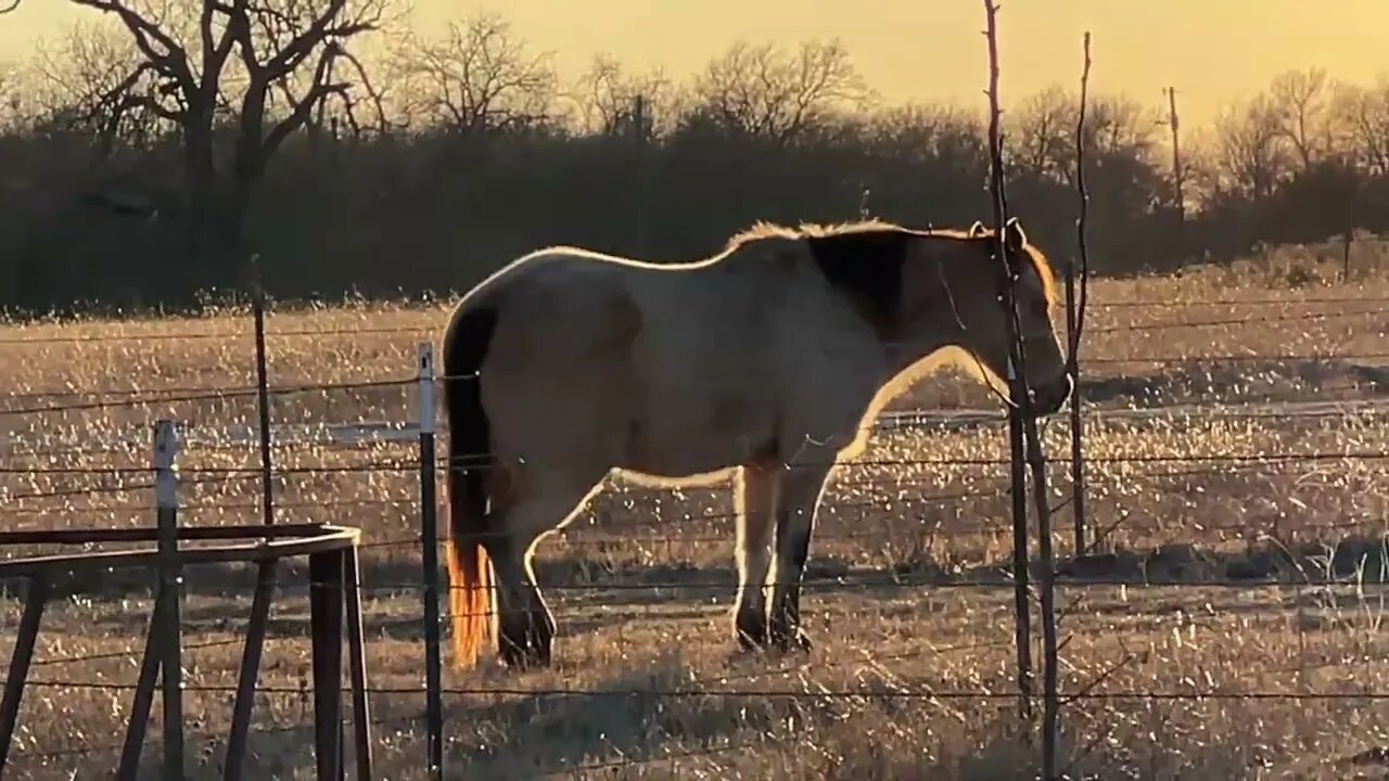 Horses & Rabbit Eat Together - Horse Eating Trees - Horses Sleeping & More - Random Clips