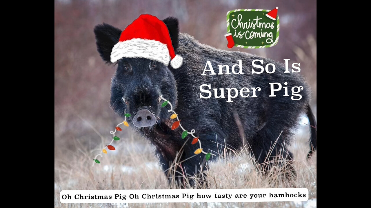 Super Pigs JUST in Time for Christmas 📼 Mixed News with A 😂