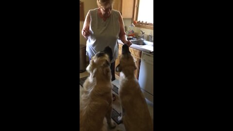 Nana makes special treats for her grand doggies