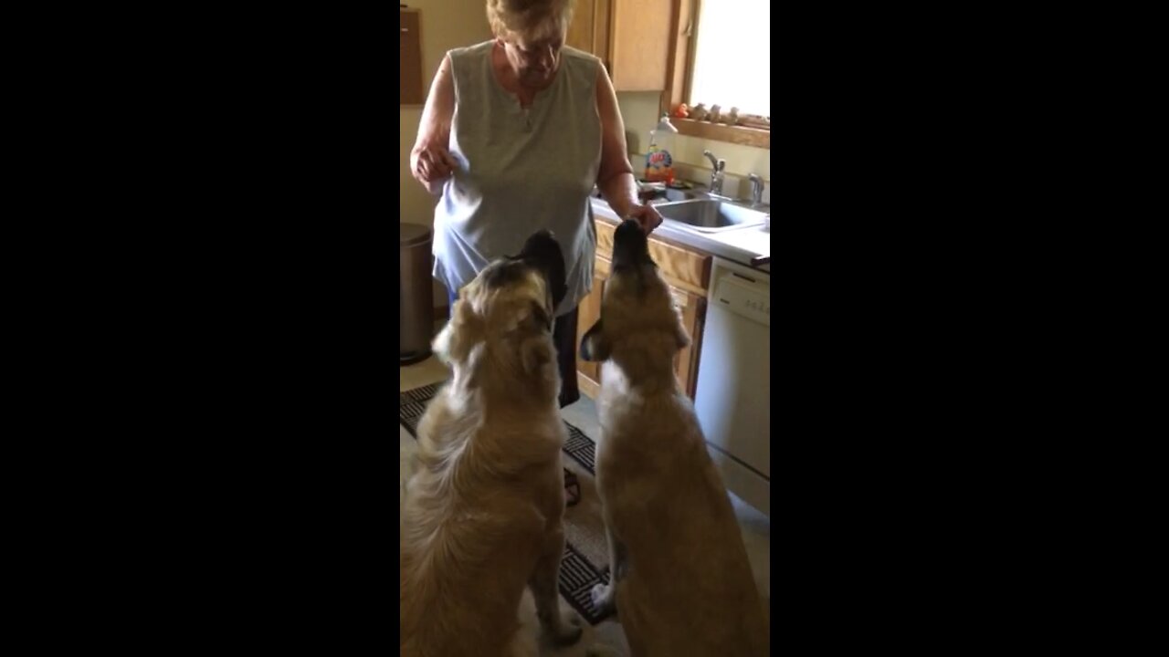 Nana makes special treats for her grand doggies