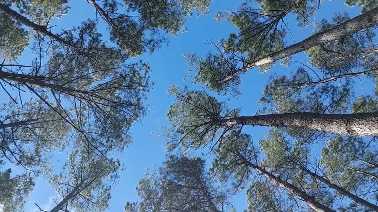 Trees... God made them.