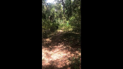 Antique Iron bicycle trail