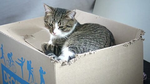 Cat Sits on the Box He Eats of