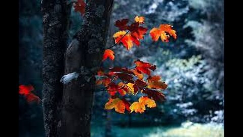 Autumn Leaves