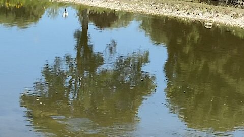 Minnows of the Humber River 63