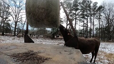 Thawing Out